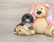 8 week old Mini Aussiedoodle Puppy For Sale - Premier Pups