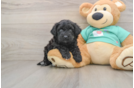 Playful Mini Aussiepoodle Poodle Mix Puppy