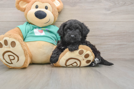 Popular Mini Aussiedoodle Poodle Mix Pup