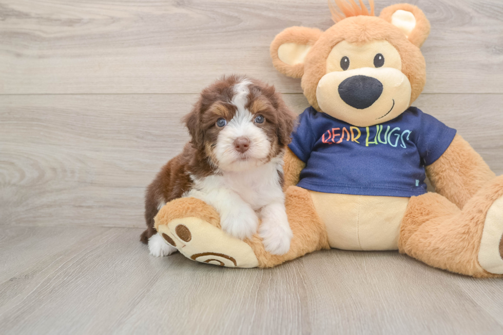 Friendly Mini Aussiedoodle Baby