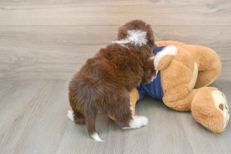 Little Aussiepoo Poodle Mix Puppy