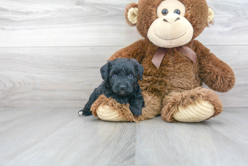 Mini Aussiedoodle Pup Being Cute