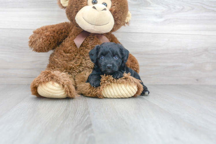 Sweet Mini Aussiedoodle Baby