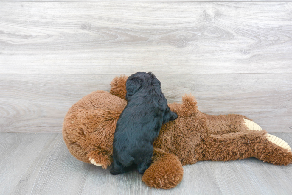 Friendly Mini Aussiedoodle Baby