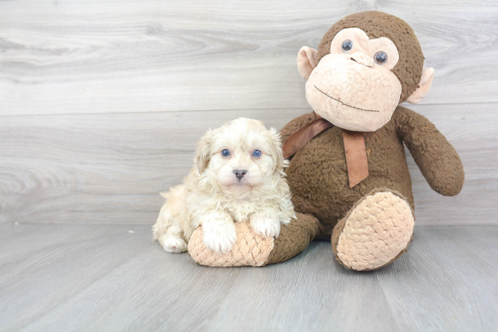 Sweet Mini Aussiedoodle Baby