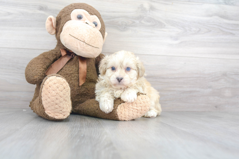 Mini Aussiedoodle Puppy for Adoption