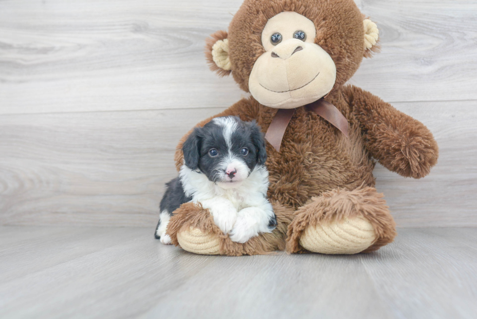 Petite Mini Aussiedoodle Poodle Mix Pup