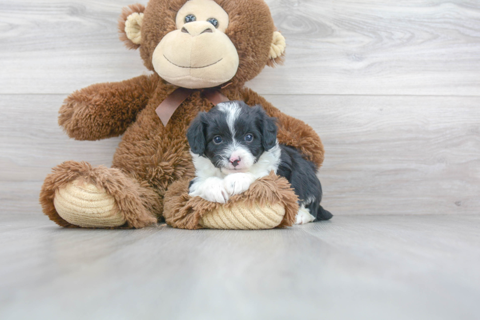 Happy Mini Aussiedoodle Baby