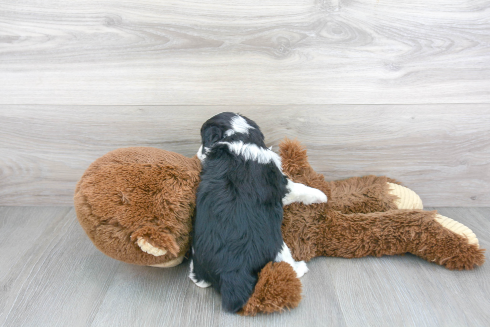 Little Aussiepoo Poodle Mix Puppy