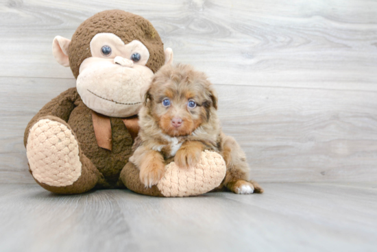 Funny Mini Aussiedoodle Poodle Mix Pup