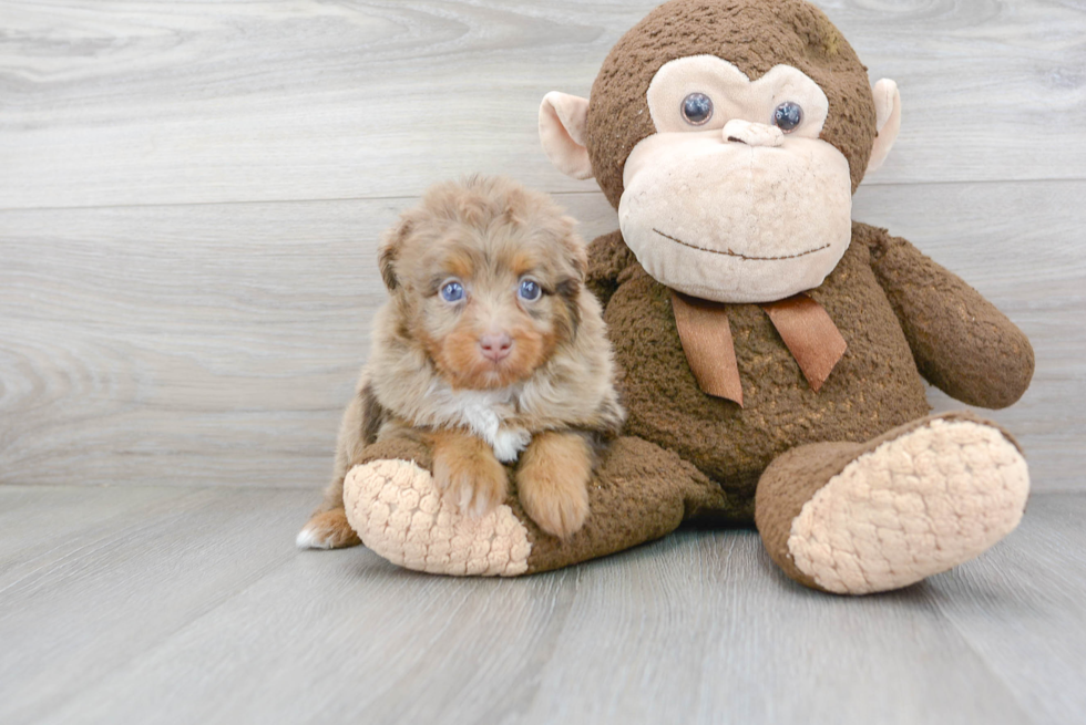 Hypoallergenic Aussiepoo Poodle Mix Puppy