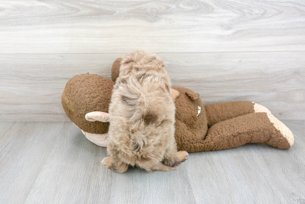 Best Mini Aussiedoodle Baby