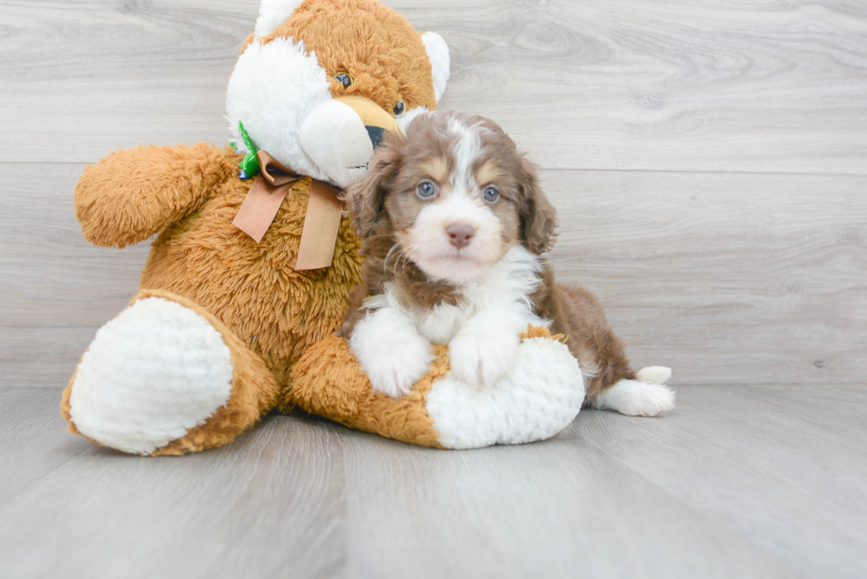 Mini Aussiedoodle Puppy for Adoption