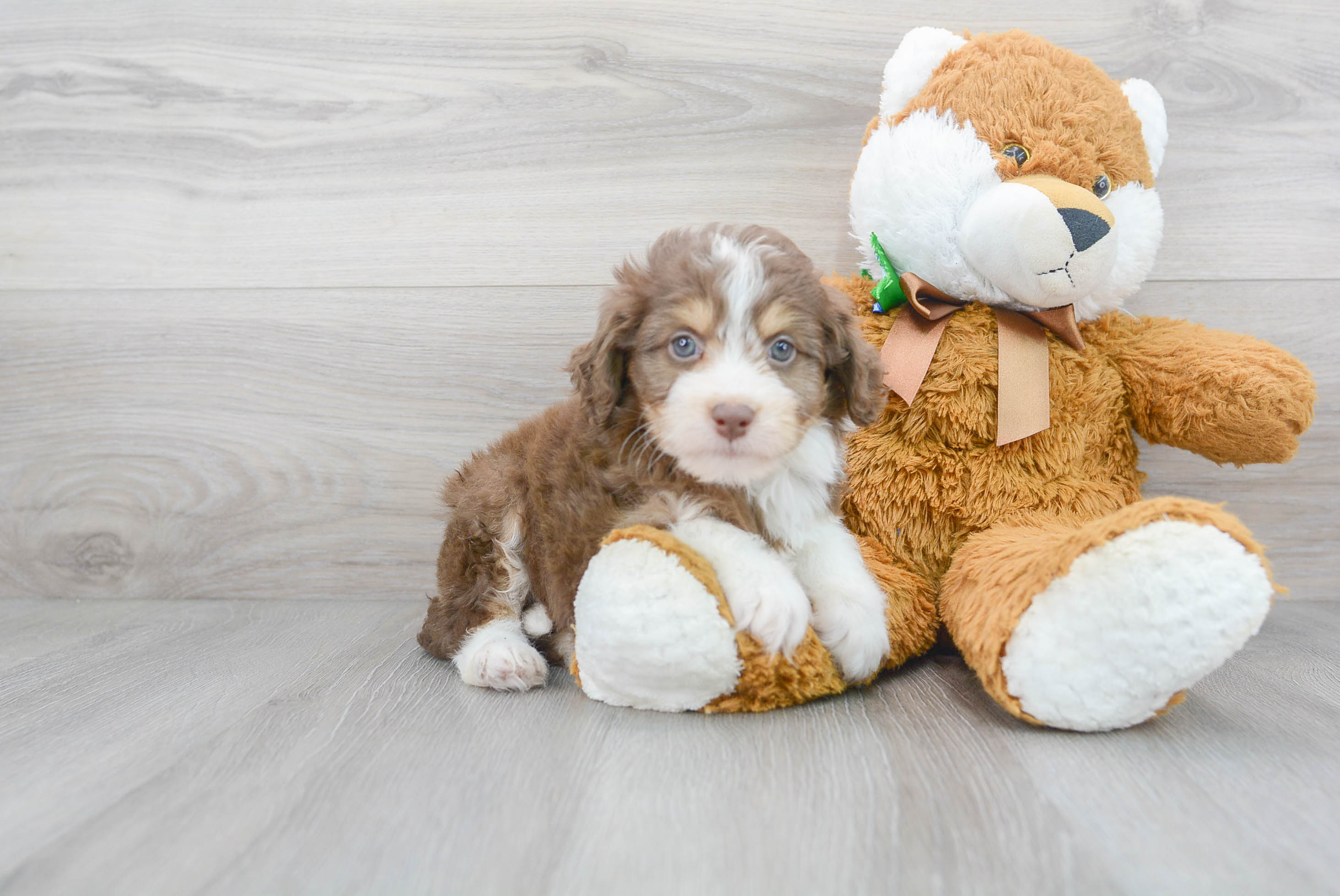 Mini Aussiedoodle Pup Being Cute