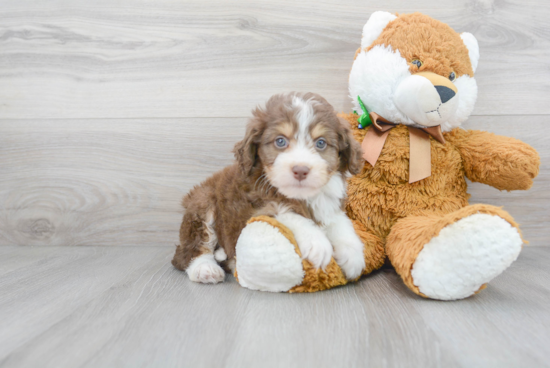 Mini Aussiedoodle Pup Being Cute