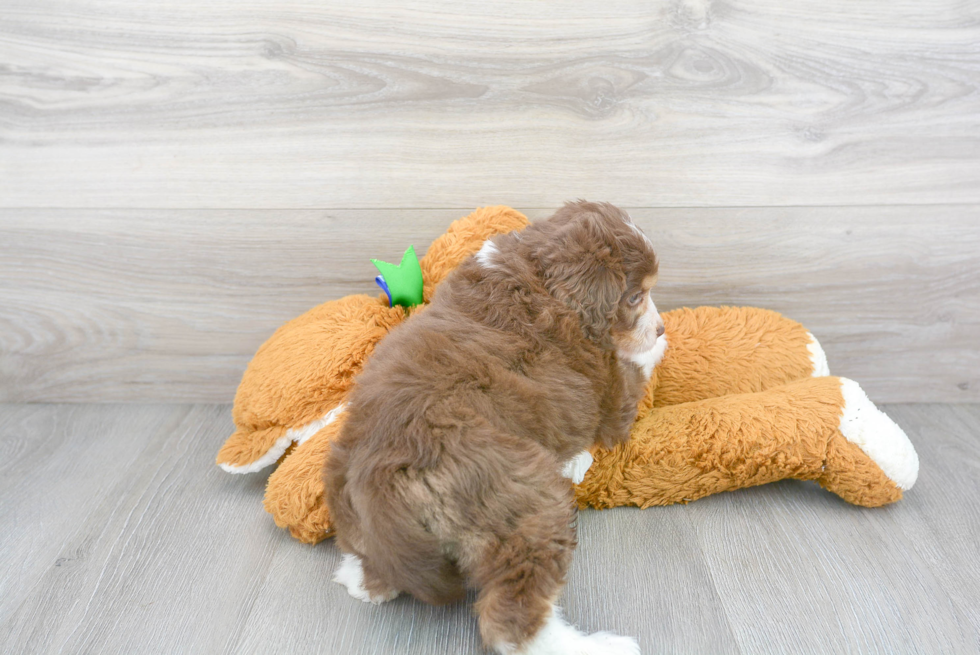 Best Mini Aussiedoodle Baby