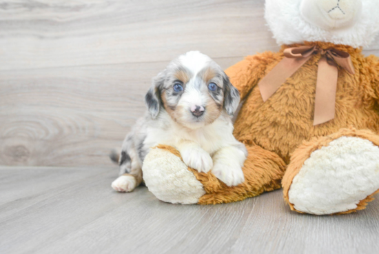 Energetic Aussiepoo Poodle Mix Puppy