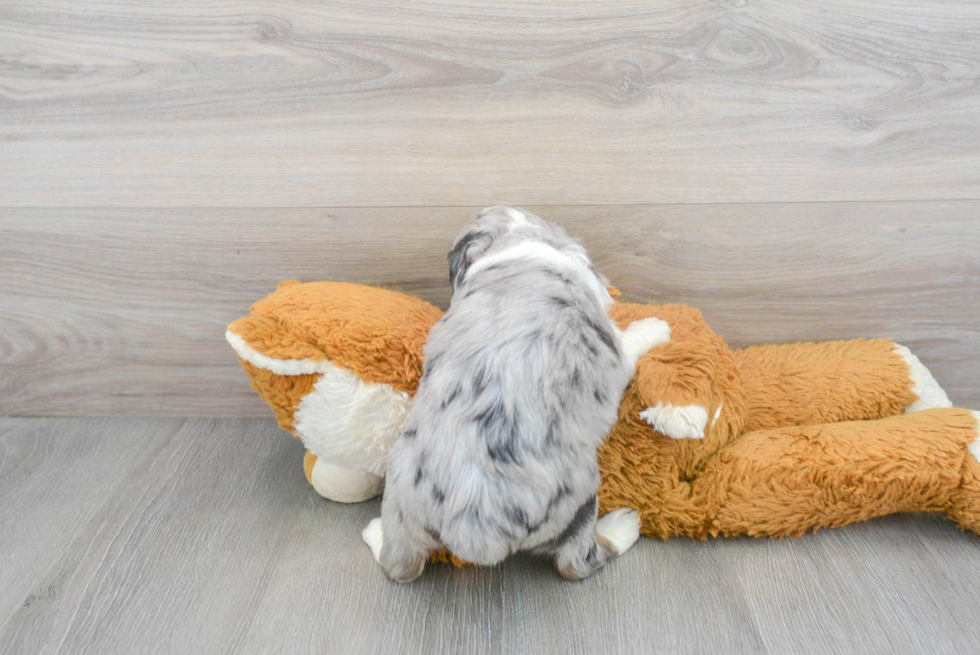 Adorable Aussiepoo Poodle Mix Puppy