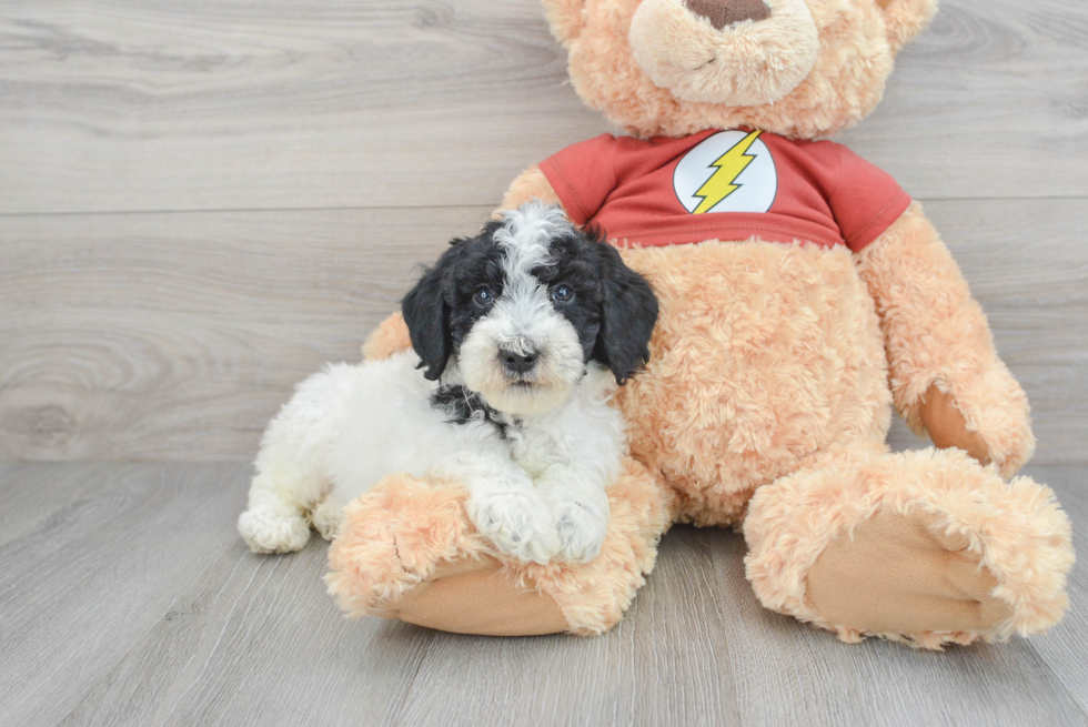 Mini Aussiedoodle Pup Being Cute