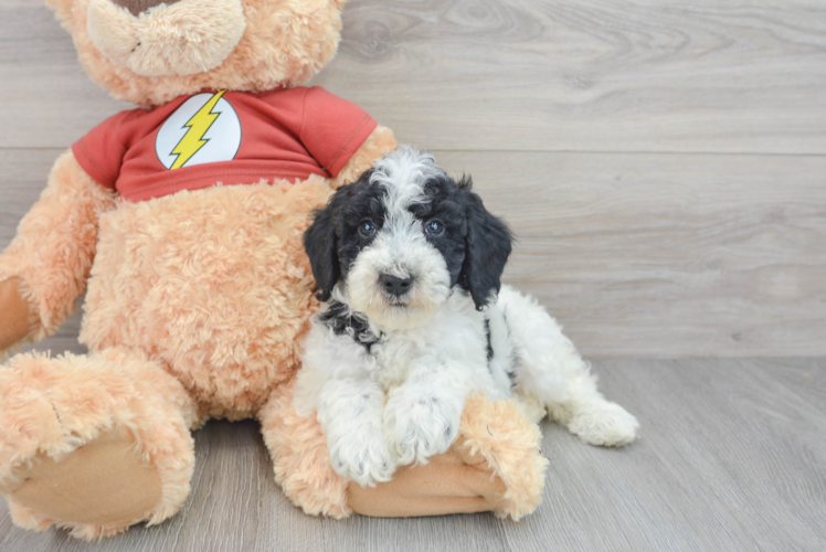 Smart Mini Aussiedoodle Poodle Mix Pup