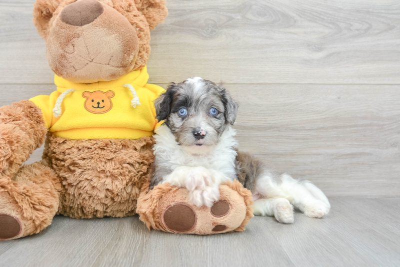 Meet Austin - our Mini Aussiedoodle Puppy Photo 1/3 - Premier Pups