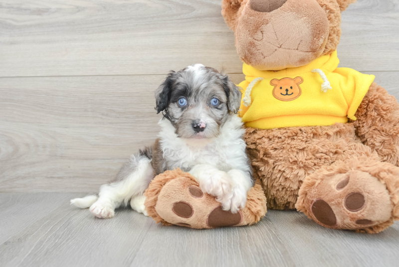 Meet Austin - our Mini Aussiedoodle Puppy Photo 2/3 - Premier Pups