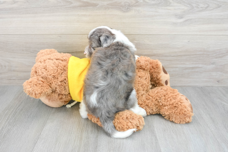 Meet Austin - our Mini Aussiedoodle Puppy Photo 3/3 - Premier Pups