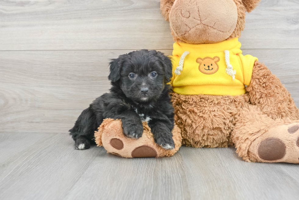 Popular Mini Aussiedoodle Poodle Mix Pup