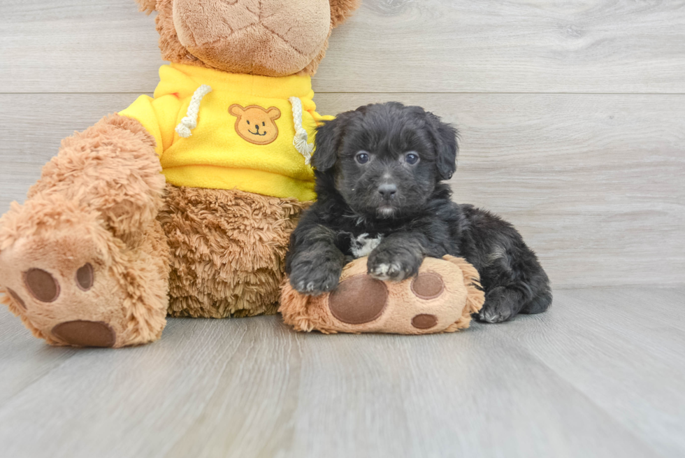 Mini Aussiedoodle Pup Being Cute