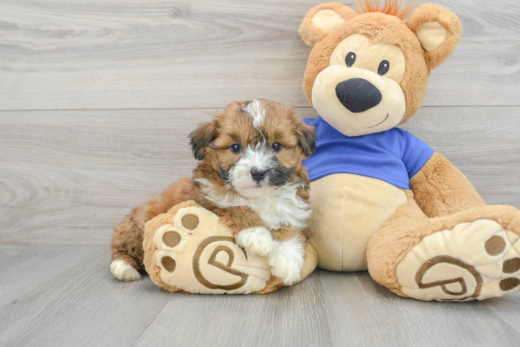 Energetic Aussiepoo Poodle Mix Puppy