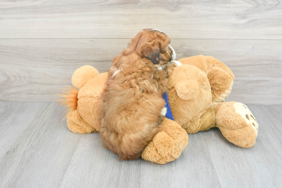 Best Mini Aussiedoodle Baby