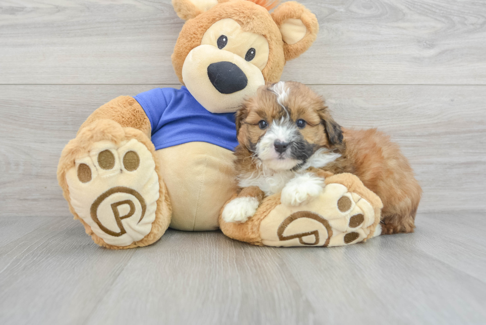 Sweet Mini Aussiedoodle Baby