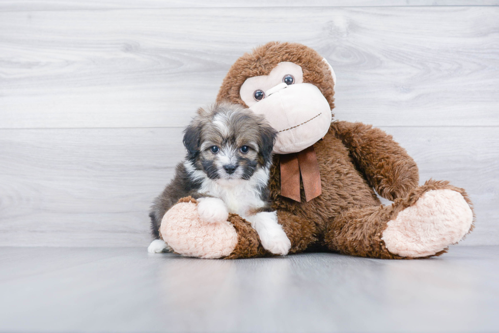 Cute Mini Aussiedoodle Baby