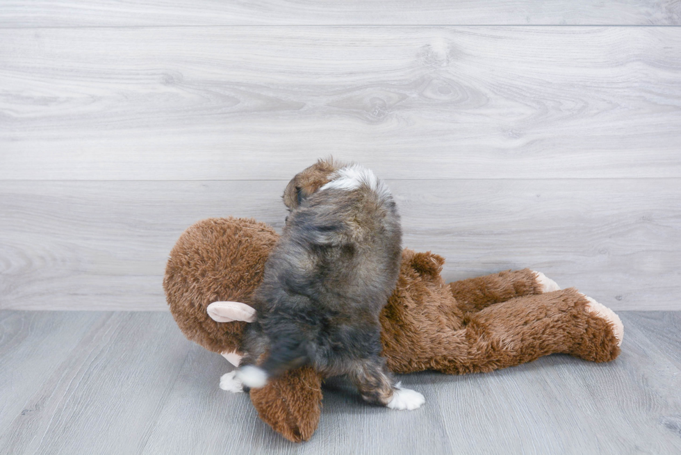 Best Mini Aussiedoodle Baby