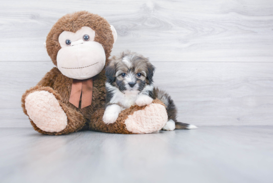 Energetic Aussiepoo Poodle Mix Puppy