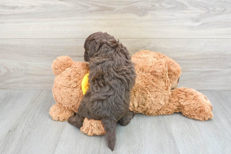 Best Mini Aussiedoodle Baby