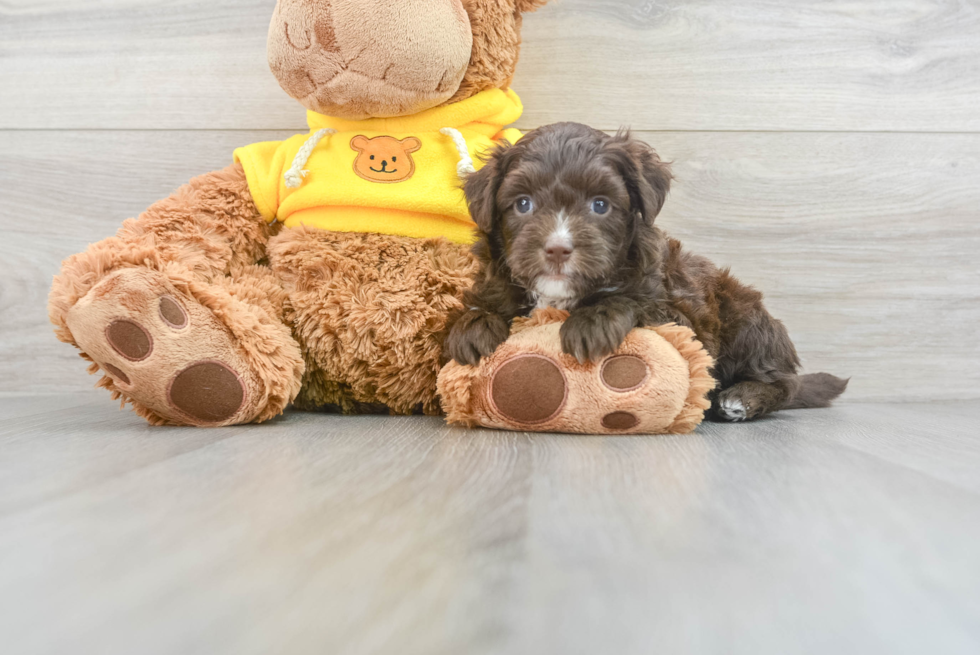 Mini Aussiedoodle Puppy for Adoption