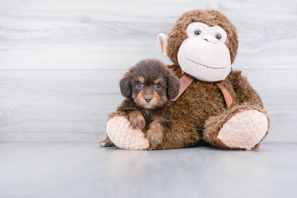 Small Mini Aussiedoodle Baby