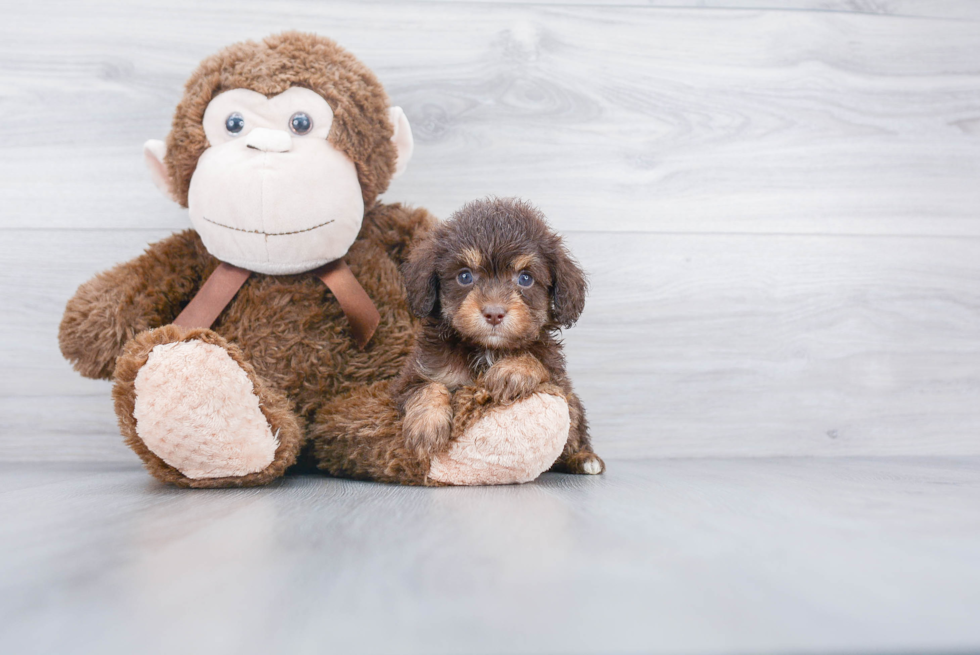 Mini Aussiedoodle Puppy for Adoption