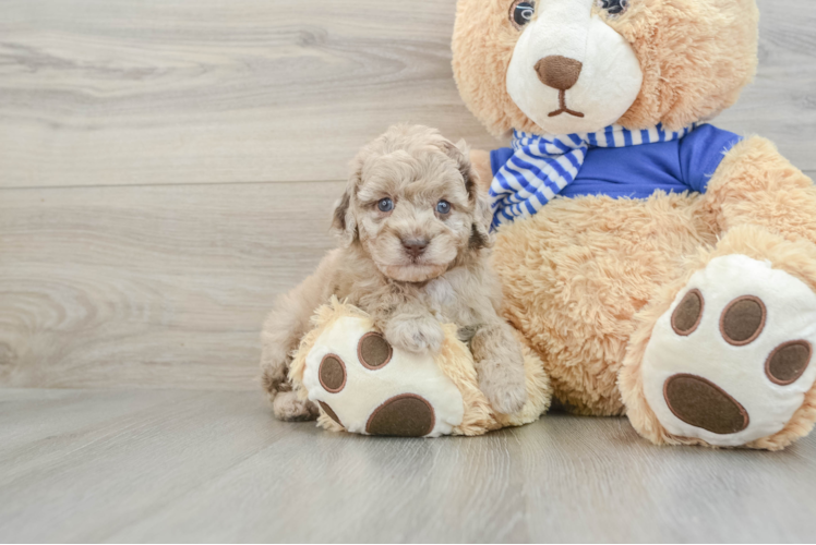 Popular Mini Aussiedoodle Poodle Mix Pup