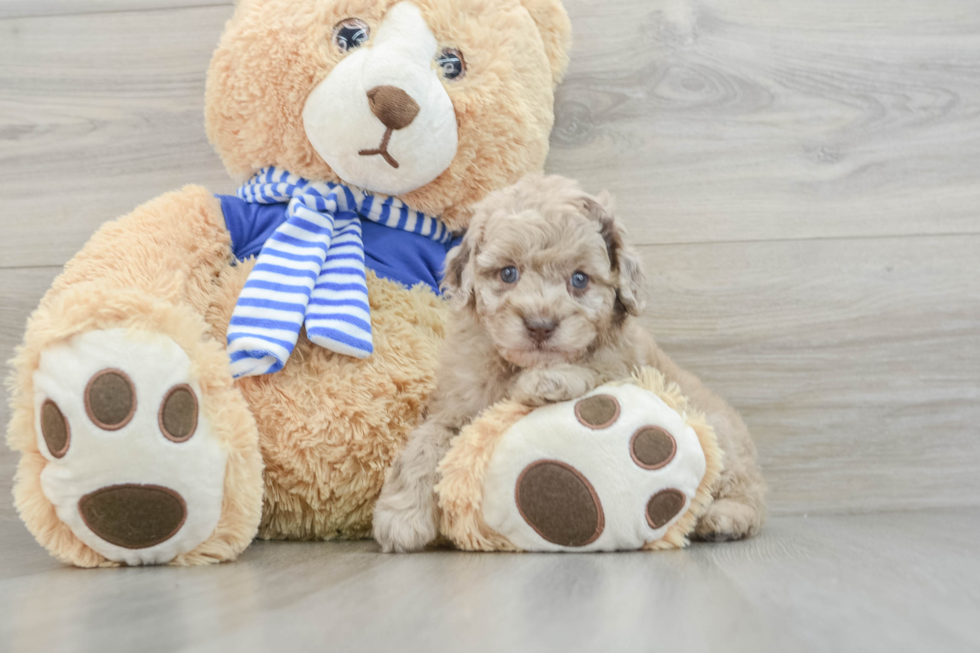 Happy Mini Aussiedoodle Baby