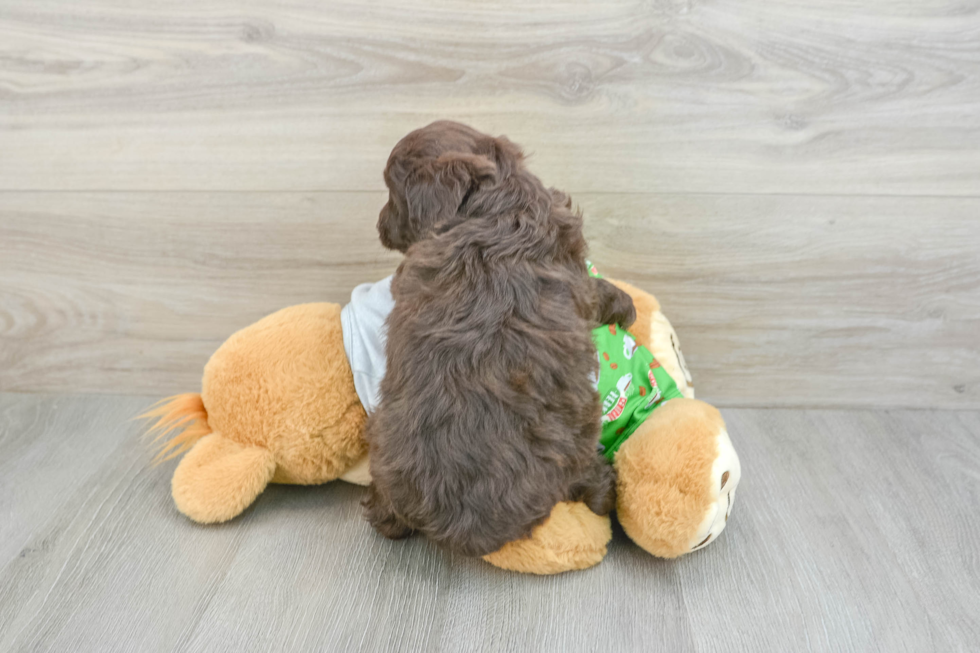 Smart Mini Aussiedoodle Poodle Mix Pup