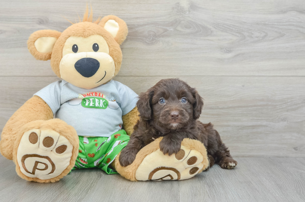 6 week old Mini Aussiedoodle Puppy For Sale - Premier Pups