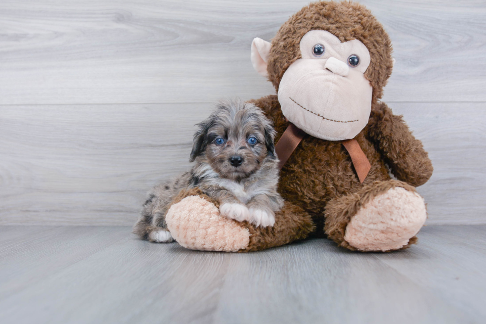 Mini Aussiedoodle Puppy for Adoption