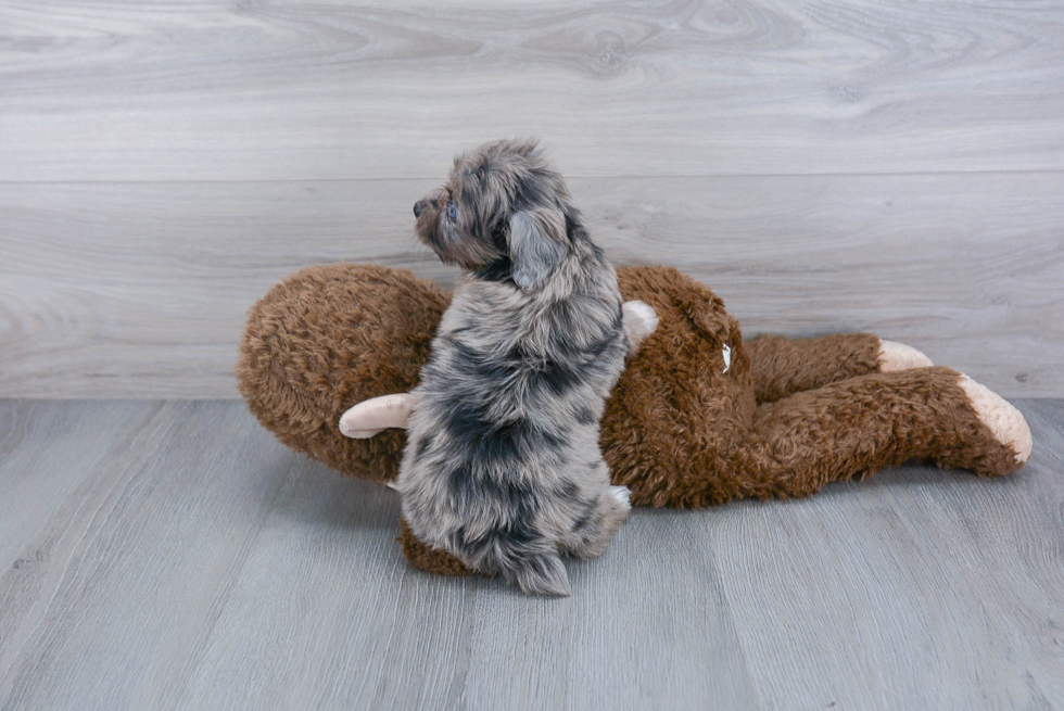 Mini Aussiedoodle Pup Being Cute