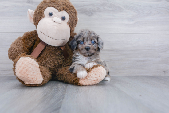 Mini Aussiedoodle Puppy for Adoption