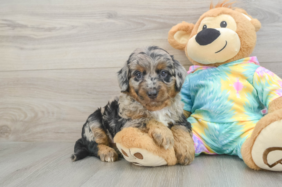 5 week old Mini Aussiedoodle Puppy For Sale - Premier Pups