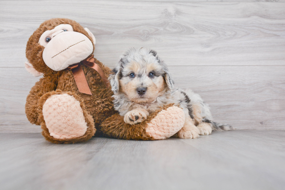 Little Aussiepoo Poodle Mix Puppy