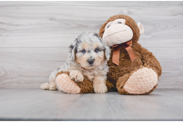 Funny Mini Aussiedoodle Poodle Mix Pup