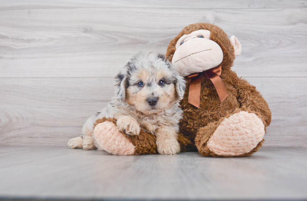 Funny Mini Aussiedoodle Poodle Mix Pup